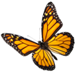 monarch monarch